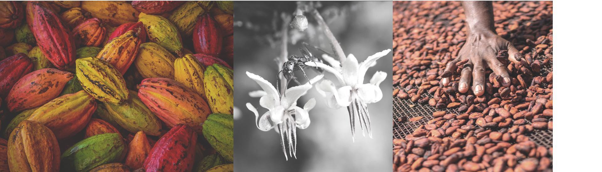 Organic Fair Trade Cocoa Edelweiss Commercial Dominican Republic